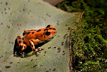 Strawberry poinson dart frog (Dendrobates pumilio bastimentos) orange morph, captive, from Central America