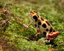 Poison arrow frog (Dendrobates pumilio -bastimentos) gold dust morph, captive, from Central America