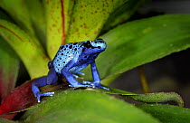 Cobalt blue poison dart frog (Dendrobates azureus) captive, from Central America