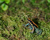 Poison dart frog (Phyllobates vittatus) captive, from Central America