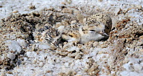 Snowy plover (Charadrius occidentalis) chicks and eggs in nest, California, USA, San Francisco Bay Bird Observatory (SFBBO) conservation project. July 2008