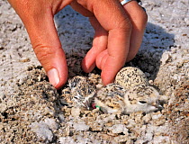 Researcher picking up Snowy plover (Charadrius occidentalis) chick for monitoring in San Francisco Bay Bird Observatory (SFBBO) survey, California, USA, July 2008