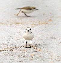 Snowy plover (Charadrius occidentalis) California, USA, San Francisco Bay Bird Observatory (SFBBO) conservation project.