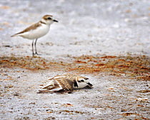 Snowy plover (Charadrius occidentalis) displaying, distracting attention from nest, California, USA, San Francisco Bay Bird Observatory (SFBBO) conservation project. July 2008