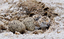 Snowy plover (Charadrius occidentalis) nest with chicks, California, USA, San Francisco Bay Bird Observatory (SFBBO) conservation project. July 2008