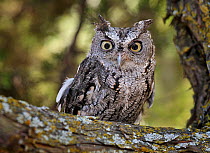 Western screech owl (Megascops trichopsis) captive, from North America