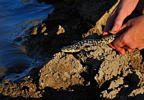 California tiger salamander (Ambystoma californiense) being released beside pool, monitoring and conservation project, California, USA, June 2008