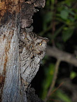 Western screech owl (Megascops kennicotti) resting on tree, camouflaged, USA