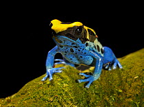 Poison dart frog (dendrobates tinctorius) captive, from Central America