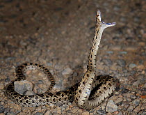 Pacific gopher snake (Pituophis catenifer catenifer) reaching up with mouth wide open,  California, USA