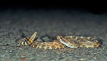 Northern pacific rattlesnake (Crotalus oreganus oreganus) on road, California, USA