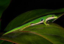 Peocock / Peacock day gecko (Phelsuma quadriocellata quadriocellata) captive, from Madagascar