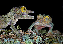 Mossy leaf-tailed gecko (Uroplatus sikorae) captive, from Madagascar