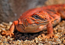 Sahara dab lizard / Nigerian red uromastyx (Uromastyx geyri) captive, from Africa