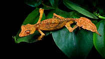 Satanic leaf-tail gecko (Uroplatus phantasticus) captive, from Madagascar