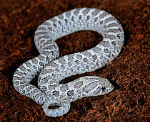Western hognose snake (Heterodon nasicus nasicus) albino, captive, from USA