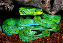 Rein / Green trinket snake (Elaphe frenata) captive, from India and Asia