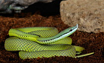 Barons racer (Philodryas baroni) adult and juvenile, captive, from South America
