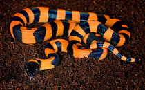 Ringed python (Bothrochilus boa) captive, from pacific islands