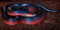 Mussurana snake (Clelia clelia) captive, from South America