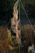Mist nets set for trapping and ringing birds, San Francisco Bay Bird Observatory Project, California, USA, November 2007