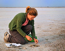 Research worker monitors eggs in nest of Snowy Plover (Charadrius occidentalis) as part of San Francisco Bay Bird Observatory Survey, California, USA, July 2008