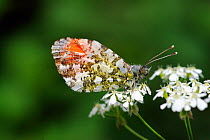 Orange Tip butterfly (Anthocharis cardamines) male at rest on flowering Cow Parsley (Anthriscus sylvestris) Morden, South London, England, UK