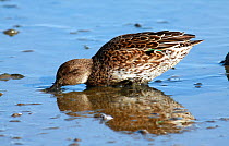 Common Teal duck (Anas crecca crecca) female dabbling / foraging in the shallows, Poole Harbour, Dorset, England, UK. October.