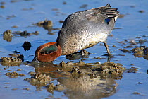 Common Teal duck (Anas crecca crecca) male dabbling / foraging in the shallows, Poole Harbour, Dorset, England, UK. October.