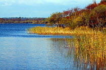 Little Sea Lagoon, Studland National Nature Reserve, Dorset, England, UK. October 2009.