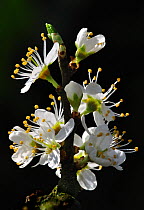 Close up of Blackthorn ( Prunus spinosa) blossom, Spring, Dorset, UK