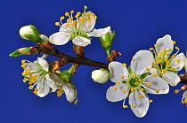 Close up of Blackthorn (Prunus spinosa) blossom, Spring, Dorset, UK