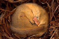 Hazel Dormouse (Muscardinus avellanarius) hibernating, Dorset, UK