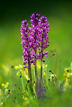 Early purple orchid (Orchis mascula) Hardington Moor, Somerset, UK