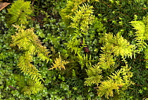 Feather moss (Thuidium tamariscum) Kingcombe, Dorset, UK