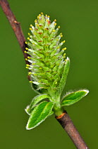 Close up of female Grey willow catkin (Salix cinerea) Dorset, UK