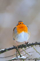 Robin (Erithacus rubecula) perched on branch in snow, winter, Dorset, UK
