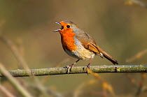Robin (Erithacus rubecula) perched on branch, singing, winter, Dorset, UK