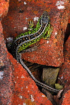 Sand lizard (Lacerta agilis) male in breeding condition, climbing within bricks, Dorset, UK