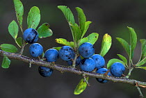 Sloes / Blackthorn berries  (Prunus spinosa) Dorset, UK