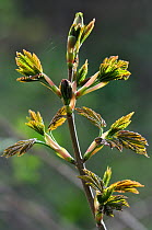 Sycamore (Acer pseudoplatanus) buds breaking in spring. Dorset, UK