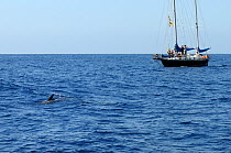 Whale watching boat in search of Short-finned Pilot whale (Globicephala macrorhynchus) La Gomera, Canary Islands, Spain, Atlantic ocean. April 2010