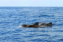 Short-finned Pilot whales (Globicephala macrorhynchus) La Gomera, Canary Islands, Spain, Atlantic ocean