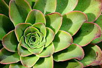Detail of succulent, subtropical native plant (Aeonium sp.) La Gomera, Canary Islands, Spain