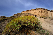 Balsam spurge (Euphorbia balsamifera) San Blas natural reserve, Tenerife, Canary Islands, Spain . April 2010