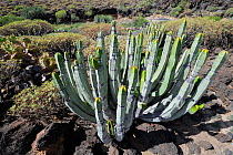 Canary Candelabra Spurge (Euphorbia canariensis) San Blas natural reserve, Tenerife, Canary Islands, Spain