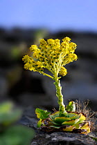 Flowering subtropical native plant (Aeonium sp.) La Gomera, Canary Islands, Spain