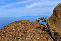 Balsam spurge (Euphorbia balsamifera) growing through rocks, overlooking Atlantic ocean. Garajonay national park, La Gomera, Canary Islands, Spain
