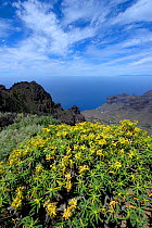 Balsam spurge (Euphorbia balsamifera) growing on rocks, overlooking Atlantic ocean. Garajonay national park, La Gomera, Canary Islands, Spain. April 2010