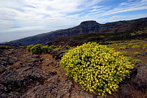 Balsam spurge (Euphorbia balsamifera) growing on rock, Garajonay national park, La Gomera, Canary Islands, Spain. April 2010